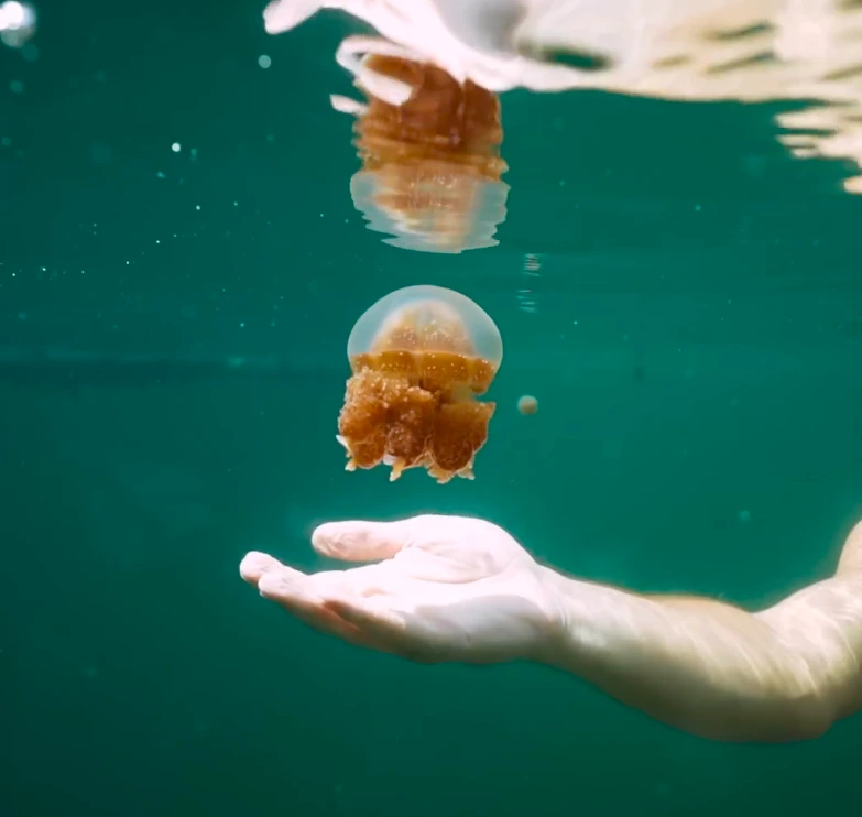 Stingless jellyfish snorkeling at Mariona lake