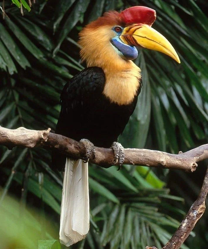 Togean Golden Bulbul