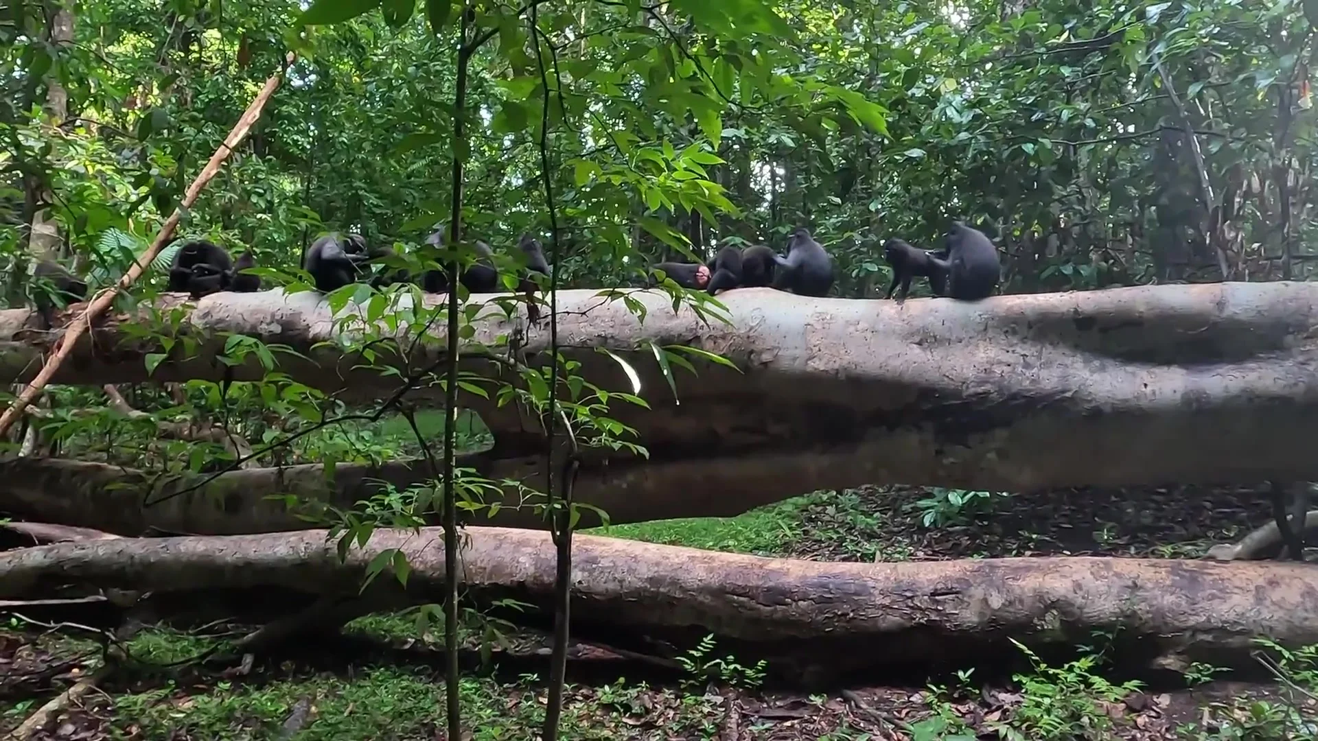 Ekspedisi Satwa Tangkoko: Tarsius, Monyet Hitam & Trek Hutan