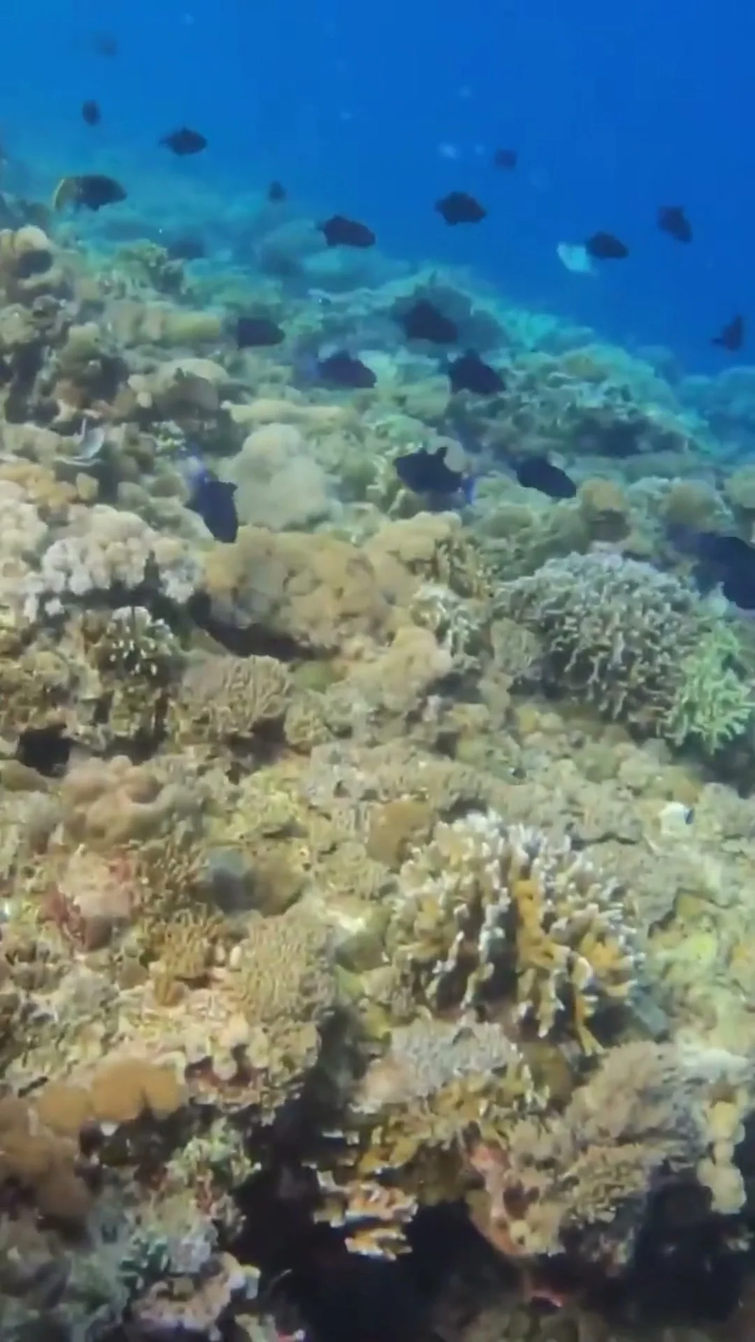 Bira Ocean Escape: Menyelam, Snorkeling & Galangan Kapal Phinisi