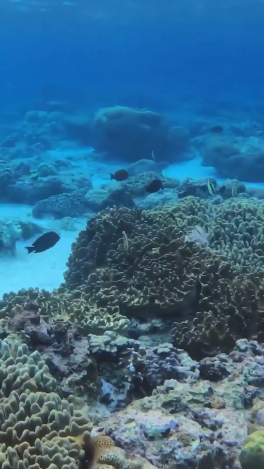Bira Ocean Escape: Menyelam, Snorkeling & Galangan Kapal Phinisi