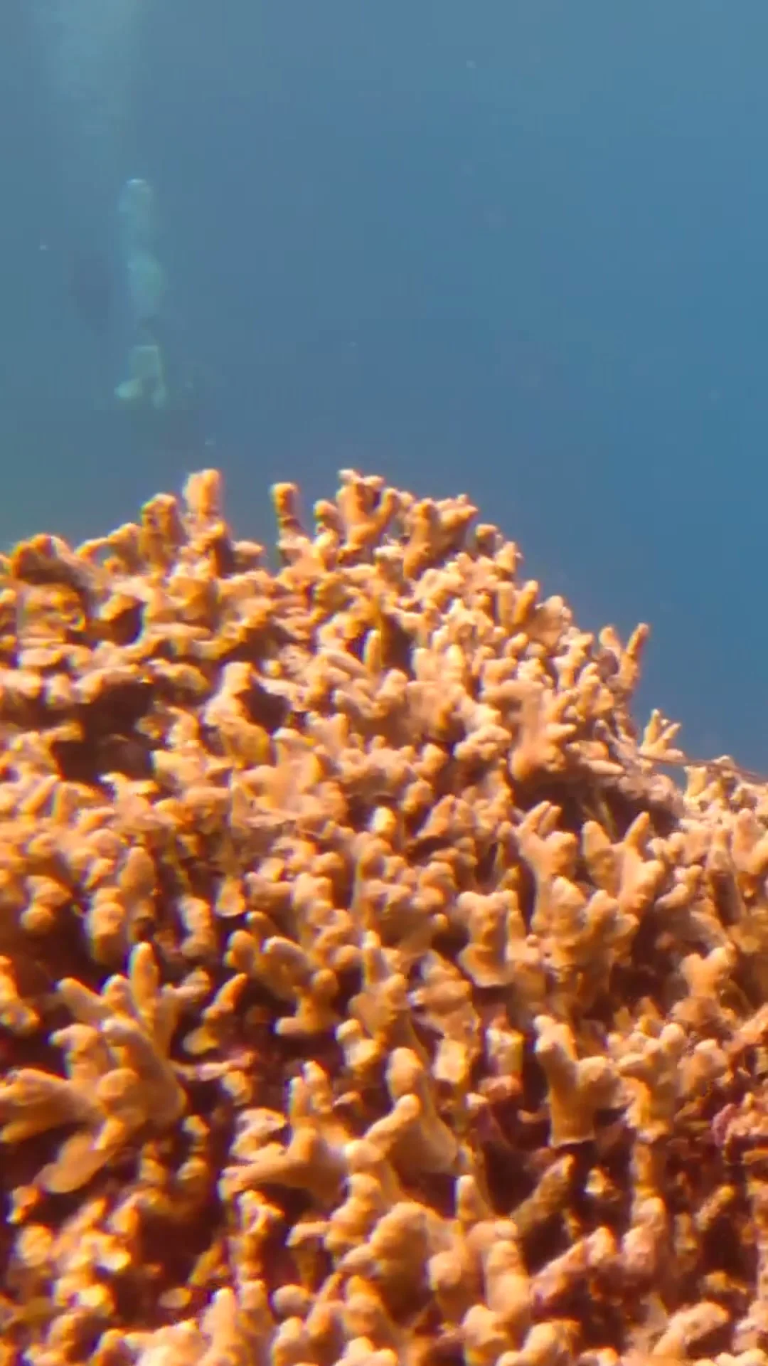Keajaiban Laut Wakatobi: Menyelam, Snorkeling & Eksplorasi Terumbu Karang
