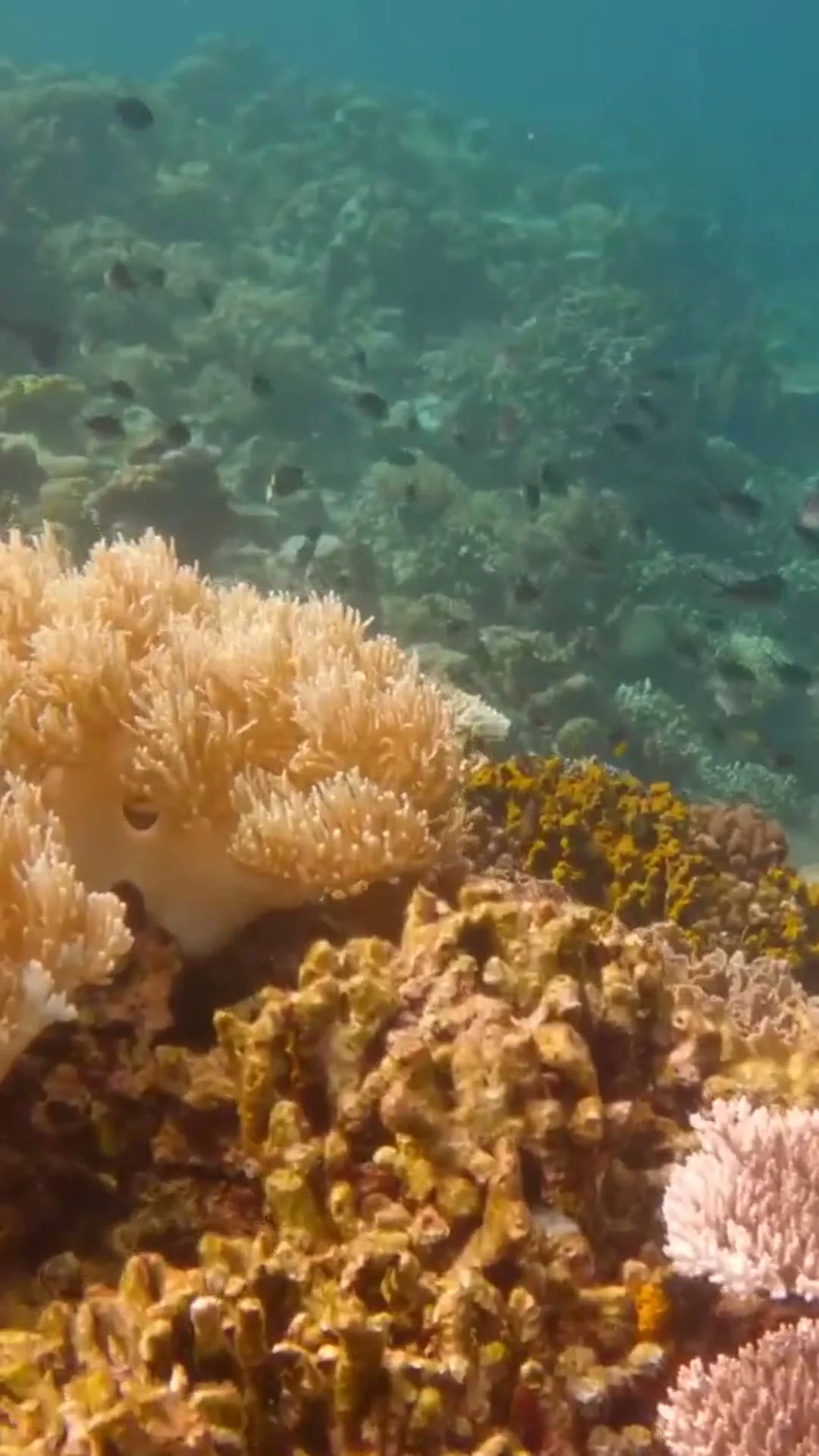 Keajaiban Laut Wakatobi: Menyelam, Snorkeling & Eksplorasi Terumbu Karang