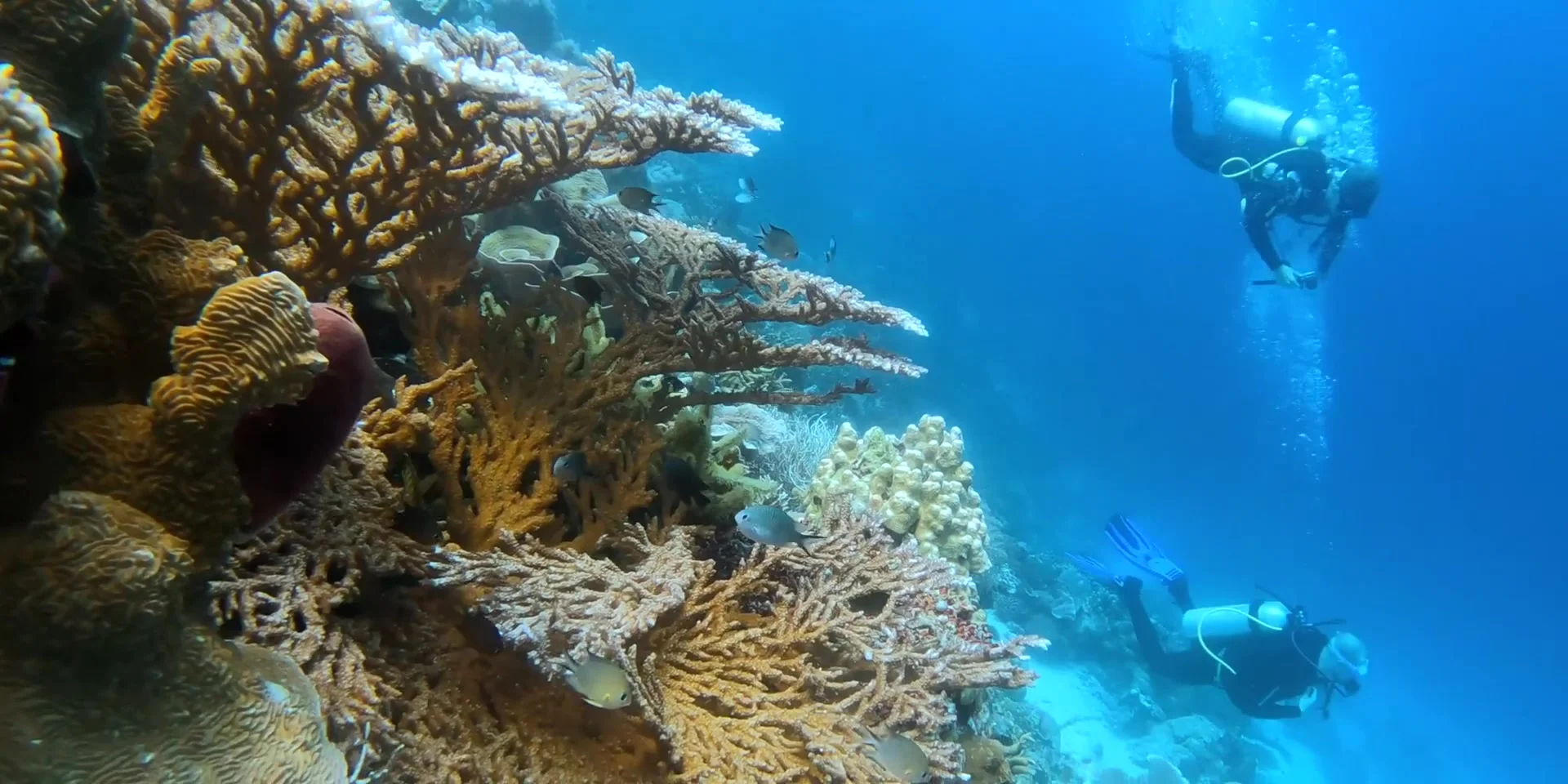 Wakatobi