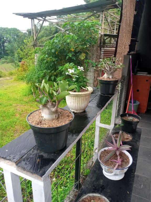 Homestay Alina