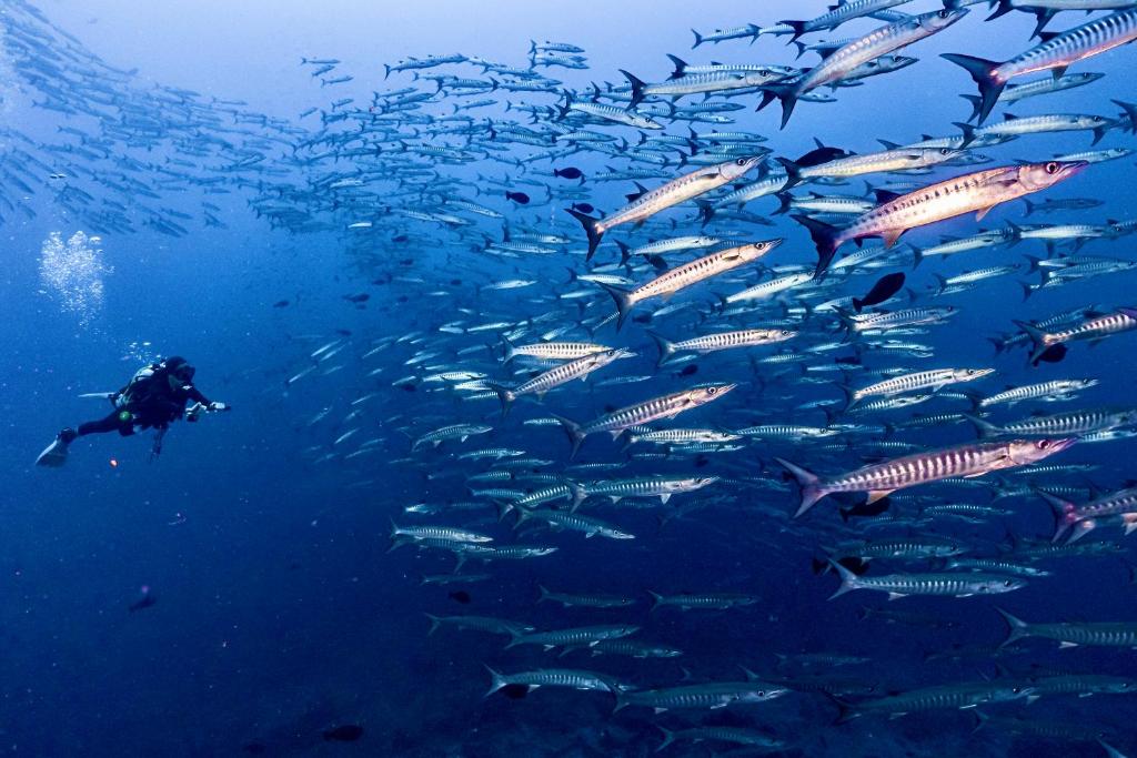 Sanctum Una Una Eco Dive Resort