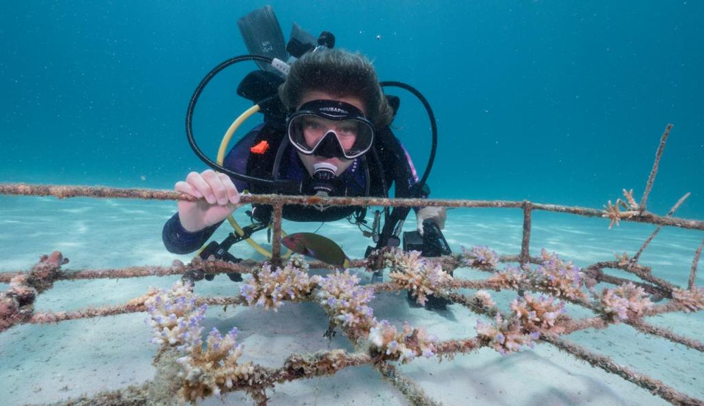Murex Bangka Dive Resort