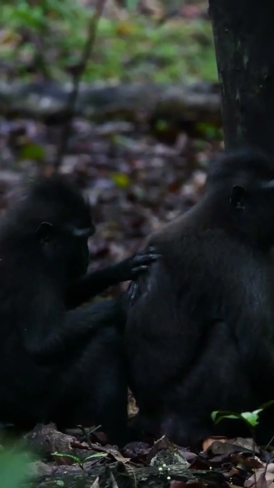 Tangkoko