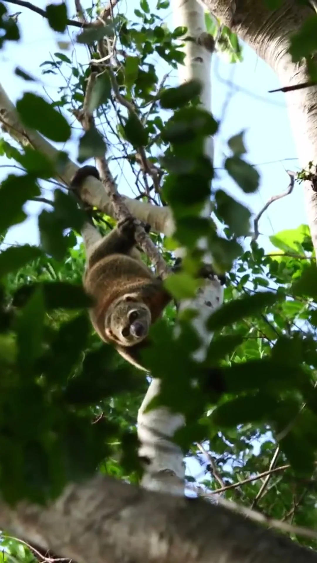Tangkoko