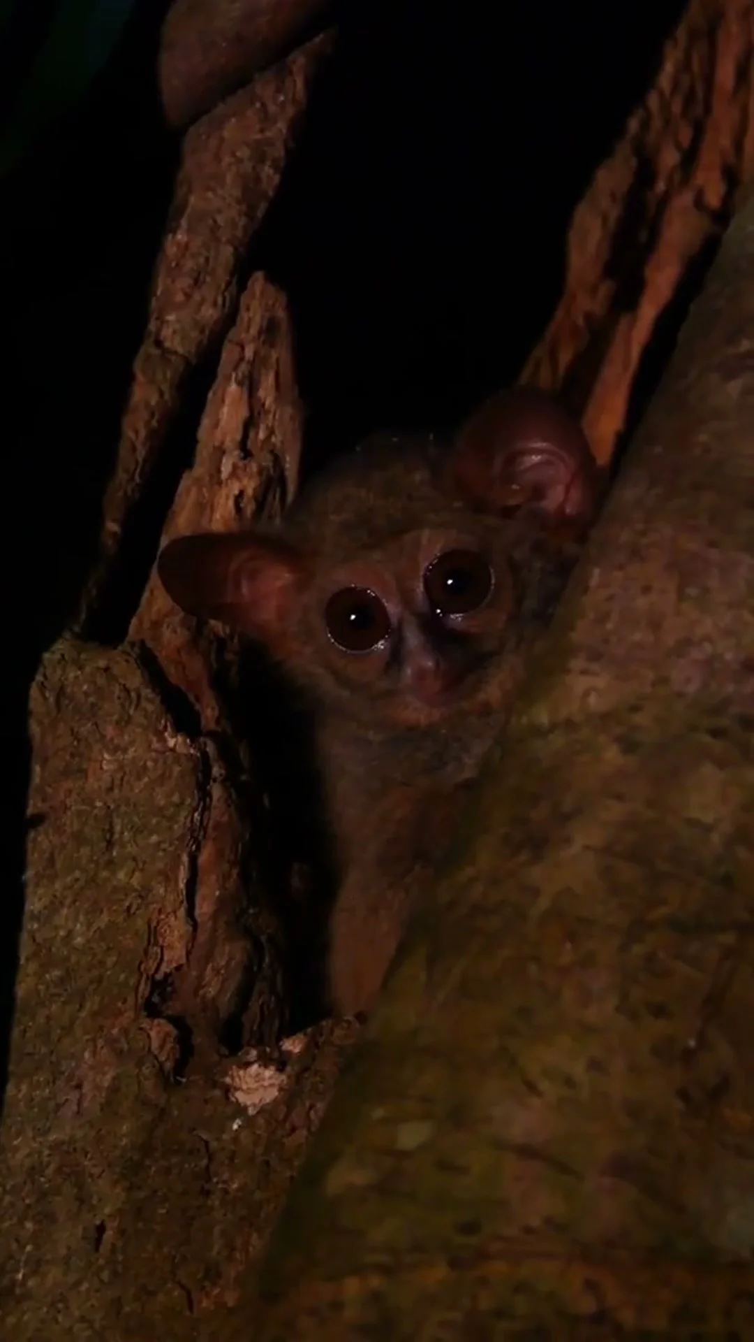 Tangkoko